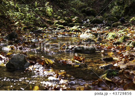 苔むす渓流と紅葉 43729856