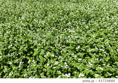 ソバ畑 蓬坪 平昌郡 43729880