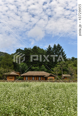 蓬坪 平昌郡 江原道 43729955
