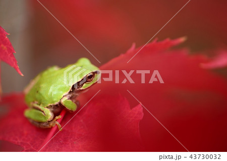 アマガエル 43730032