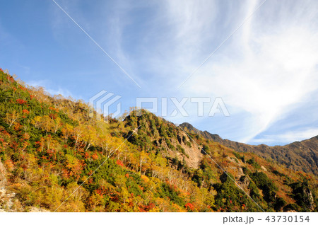 針の木雪渓上部の紅葉 43730154