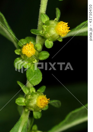 自然　植物　ヤブタバコ、低く横に広がる茎に下向きに咲く花が並ぶ。下から覗くと花が見えます 43730450