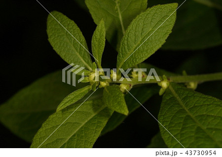 自然　植物　ヤブタバコ、雑木林の林床などで見られます。虫下しや解毒の為の生薬に利用されたそうです 43730954