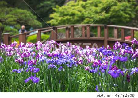 花菖蒲園＠長崎県大村市大村公園 43732509