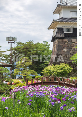 花菖蒲園 長崎県大村市大村公園の写真素材