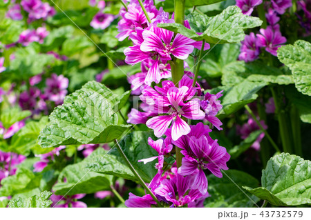 アオイの花の写真素材