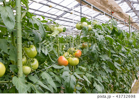 トマト トマト農家 ビニールハウスの写真素材
