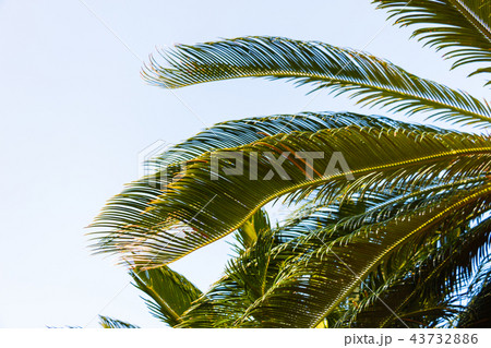ソテツ群生 奄美大島 43732886