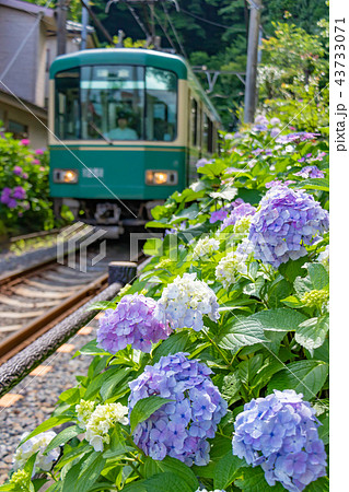 江ノ電と初夏のアジサイ 43733071