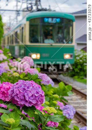 江ノ電と初夏のアジサイ 江ノ電と初夏のアジサイ 43733079