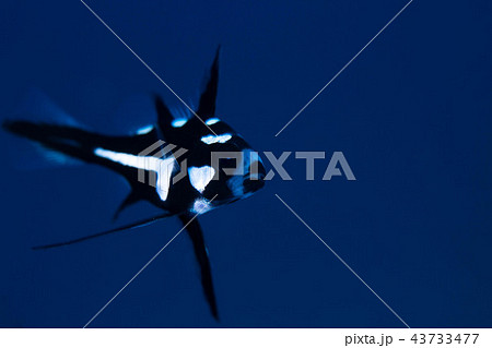 ホホスジタルミ 43733477