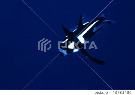 ホホスジタルミ 43733480