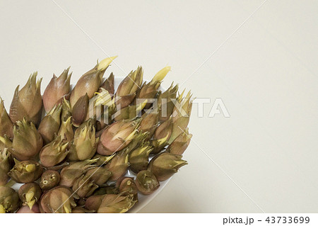 秋の味覚風味新鮮なミョウガ茗荷盛り合わせ 43733699
