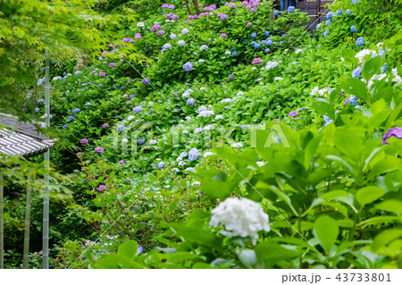 神奈川県鎌倉市 長谷寺のアジサイ 神奈川県鎌倉市 長谷寺のアジサイ 43733801