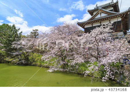 郡山城 郡山城 43734168