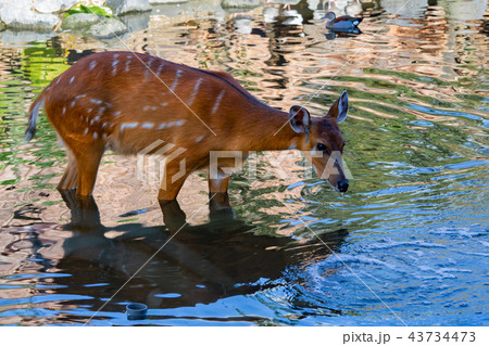 神戸どうぶつ王国のシタツンガ 43734473