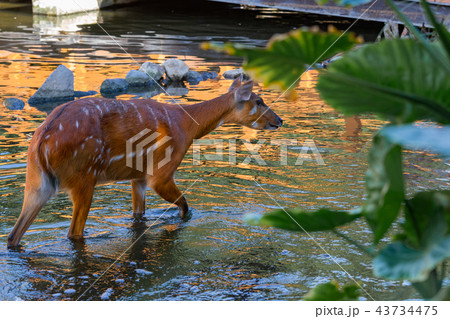 神戸どうぶつ王国のシタツンガ 43734475