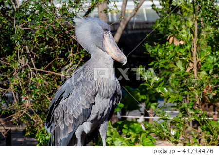 神戸どうぶつ王国のハシビロコウ 43734476