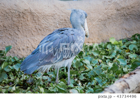 神戸どうぶつ王国のハシビロコウ 43734496