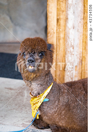 神戸どうぶつ王国のアルパカ 43734506