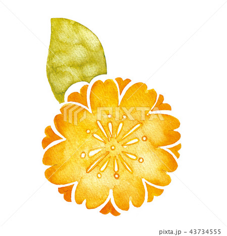 オレンジの花のイラスト素材