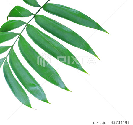 green palm leaf isolated on white background green palm leaf isolated on white background 43734591