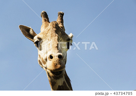 Portrait of a curious giraffe on a blue sky background. Portrait of a curious giraffe on a blue sky background. 43734705