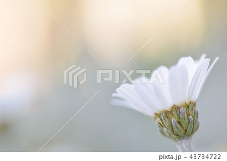 白い可愛い小花の写真素材