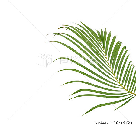 green palm leaf on white background green palm leaf on white background 43734758