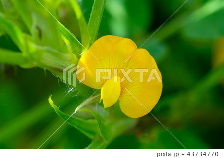 落花生の花　 43734770