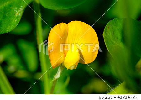 落花生の花 落花生の花 43734777