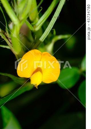 落花生の花　 43734780