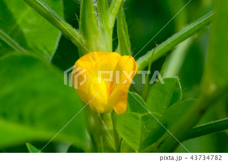 落花生の花 落花生の花 43734782