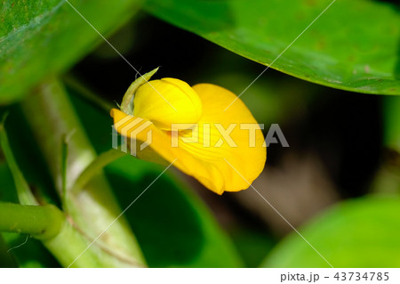 落花生の花　 43734785