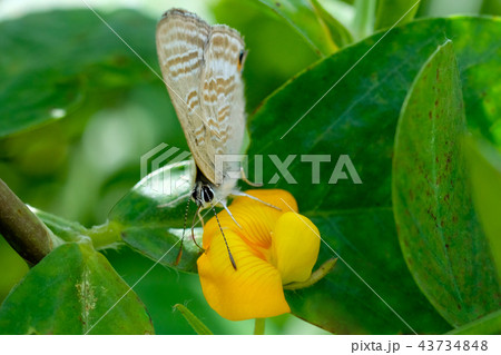 落花生の花とセセリ蝶　 43734848