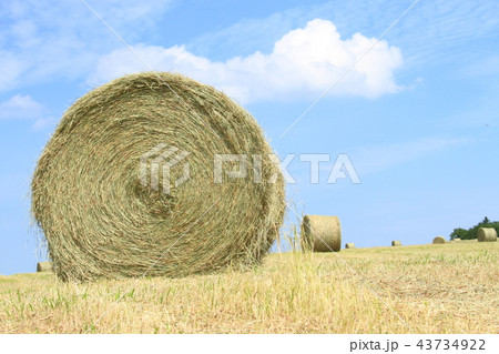 牧草畑と牧草ロール、青空と干草ロール、北海道の酪農と風景 43734922