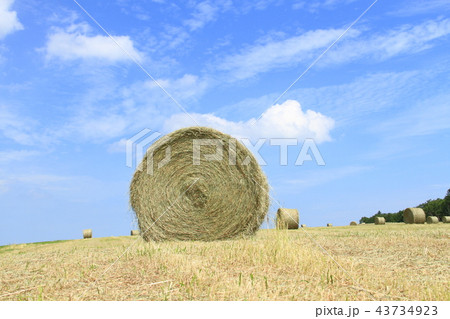 牧草畑と牧草ロール、青空と干草ロール、北海道の酪農と風景 43734923
