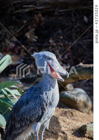 神戸どうぶつ王国のハシビロコウ 43735024