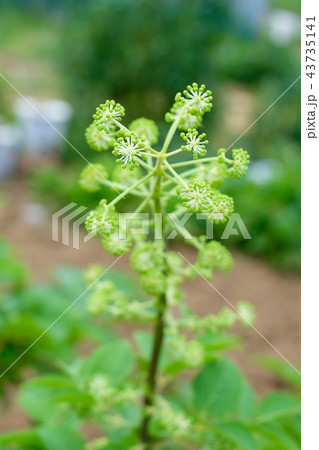 ウドの花 独活の花 うどの花 ウドの花 独活の花 うどの花 43735141
