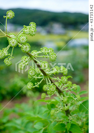 ウドの花 独活の花 うどの花 ウドの花 独活の花 うどの花 43735142