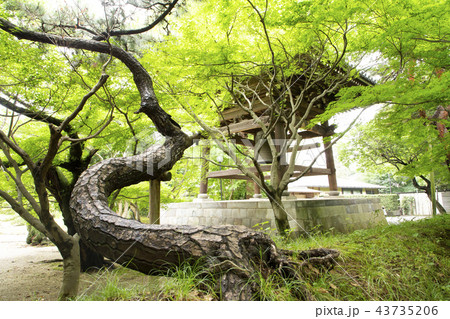 東漸寺 新緑 東漸寺 新緑 43735206