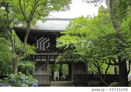 東漸寺 新緑 東漸寺 新緑 43735208