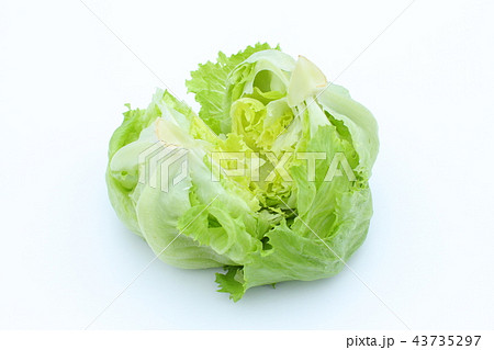 夏野菜、レタス、新鮮、一個 43735297