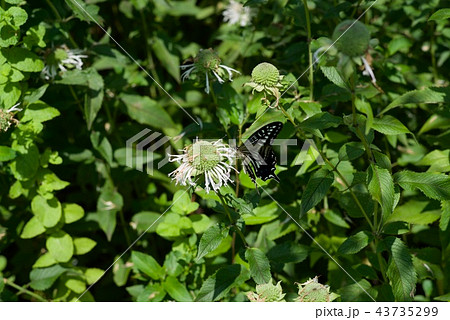夏の草花 夏の草花 43735299