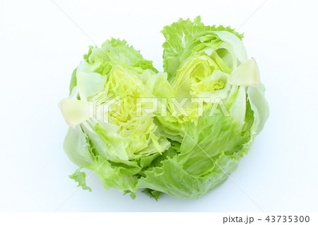 夏野菜、レタス、新鮮、一個 夏野菜、レタス、新鮮、一個 43735300
