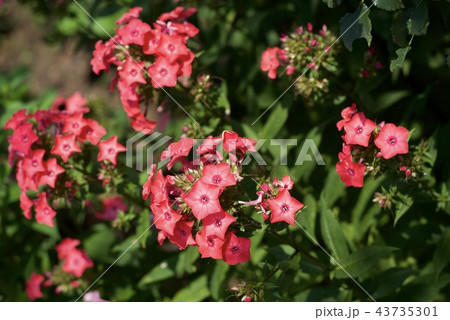 夏の草花 夏の草花 43735301