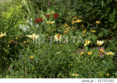 夏の草花 夏の草花 43735302