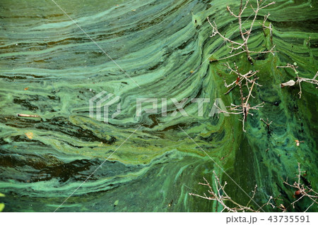 池の藻 43735591