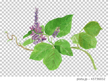 Pueraria montana var. lobata　クズ 43736032