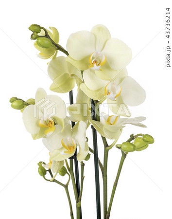 moth orchids in studio 43736214